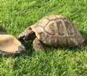 Hermanns : Male approx 50+ years old (Hardy)